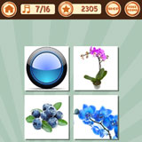  Blue Orchid 