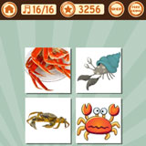  Crab 