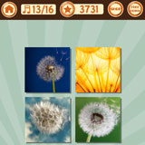  Dandelion 