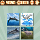  Dolphin 
