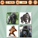  Gorilla 