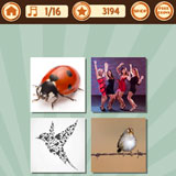 Lady Bird 
