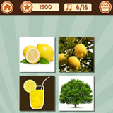  Lemon Tree 