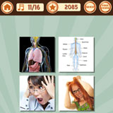  Nerves 