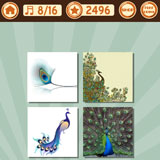  Peacock 