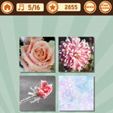  Pink Frost 