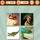  Reptile 