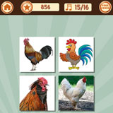  Rooster 