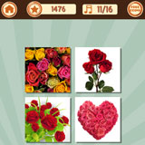  Roses 