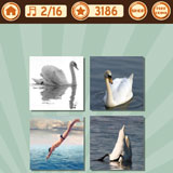  Swan Dive 