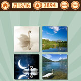  Swan Lake 
