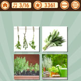  The Herb Garden 
