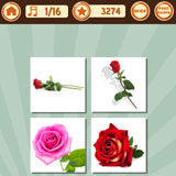  The Rose 