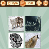  The Wolves 
