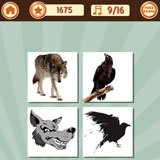  Wolf Raven 